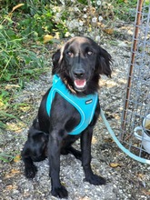 LILIBETH, Hund, Mischlingshund in München
