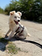 CHEDDAR, Hund, Mischlingshund in Bulgarien