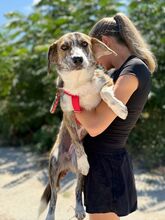 CLEO, Hund, Mischlingshund in Bulgarien
