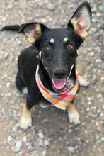 LUNA, Hund, Deutscher-Schäferhund-Mischling in Kroatien