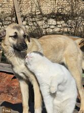 FINA, Hund, Mischlingshund in Bulgarien