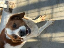 JOY, Hund, Mischlingshund in Bulgarien