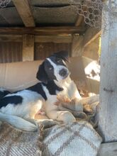 JULIO, Hund, Mischlingshund in Bulgarien