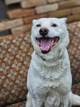 FLEUR, Hund, Mischlingshund in Frankfurt