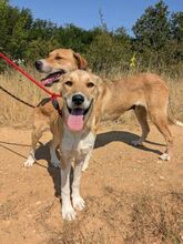 FOXY, Hund, Mischlingshund in Bulgarien