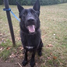 ARES, Hund, Deutscher Schäferhund-Mix in München