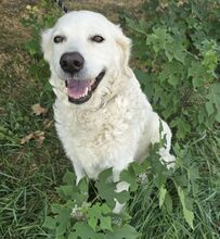 AMBROSIA, Hund, Kuvasz in Ungarn