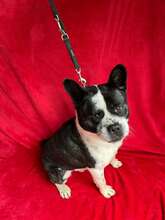 JACKO, Hund, Mischlingshund in Ungarn