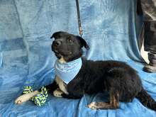 LEIF, Hund, Mischlingshund in Ungarn