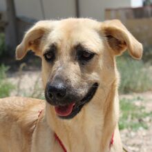SALLY, Hund, Mischlingshund in Spanien