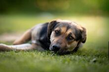NUNA, Hund, Mischlingshund in Bulgarien