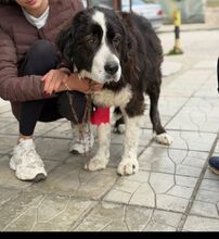 OSLO, Hund, Mischlingshund in Bulgarien