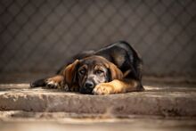 PAMO, Hund, Mischlingshund in Bulgarien