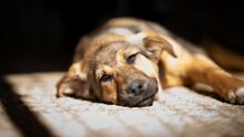 PICHU, Hund, Mischlingshund in Bulgarien