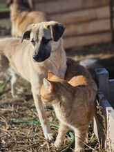 PIERO, Hund, Mischlingshund in Bulgarien