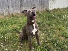CHAPO, Hund, American Staffordshire Terrier in Hamburg