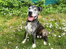 DIABOLO, Hund, American-Staffordshire-Terrier-/ American Pittbull in Hamburg