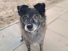 MERLIN, Hund, Mischlingshund in Hamburg