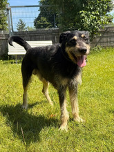 TIMMY, Hund, Mischlingshund in Hamburg