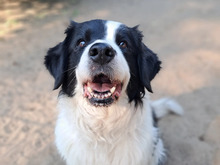 LILLY, Hund, Border Collie Mix in Hamburg