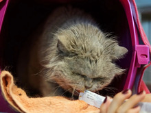 TESSA, Katze, Britisch-Kurzhaar- Perser-Mix in Hamburg