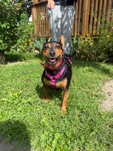 NUKA, Hund, Mischlingshund in Polen