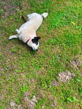 PETER, Hund, Mischlingshund in Polen