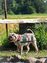 SZCZOTKA, Hund, Mischlingshund in Polen