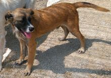 BATZ, Hund, Mischlingshund in Italien - Bild 2