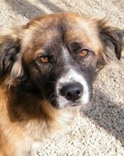 BATZ, Hund, Mischlingshund in Italien - Bild 4