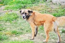 BATZ, Hund, Mischlingshund in Italien - Bild 5