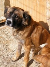 BATZ, Hund, Mischlingshund in Italien - Bild 6