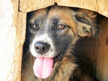 BATZ, Hund, Mischlingshund in Italien - Bild 7