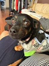 MOLY, Hund, Mischlingshund in Worms