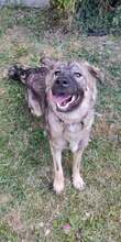 MEX, Hund, Herdenschutzhund in Frensdorf