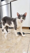 ZORBAS, Katze, Hauskatze in Zypern