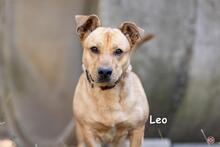 LEO, Hund, Mischlingshund in Donzdorf