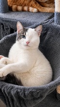 KELLY, Katze, Hauskatze in Zypern