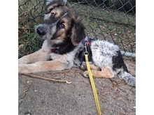 ARCHY, Hund, Mischlingshund in Tostedt