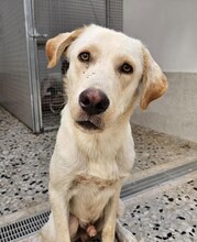BIANCO, Hund, Mischlingshund in Bad Vilbel