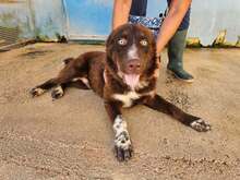 ABRAM, Hund, Mischlingshund in Belgien