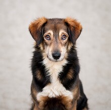 NEWTON, Hund, Mischlingshund in Duisburg