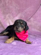 AISA, Hund, Terrier-Mix in Ungarn