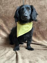 BENJI, Hund, Dackel-Mix in Ungarn