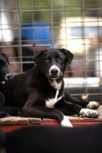 VELO, Hund, Mischlingshund in Bulgarien