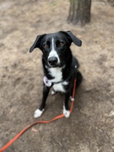 OREO, Hund, Mischlingshund in Berlin