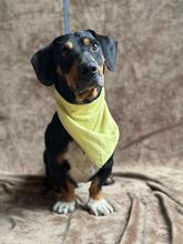 BOBY, Hund, Dackel-Mix in Ungarn