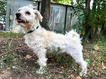 CHIP, Hund, Malteser-Mix in Ungarn
