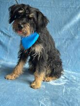 DAVID, Hund, Terrier-Mix in Ungarn