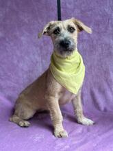 EPERKE, Hund, Terrier-Mix in Ungarn